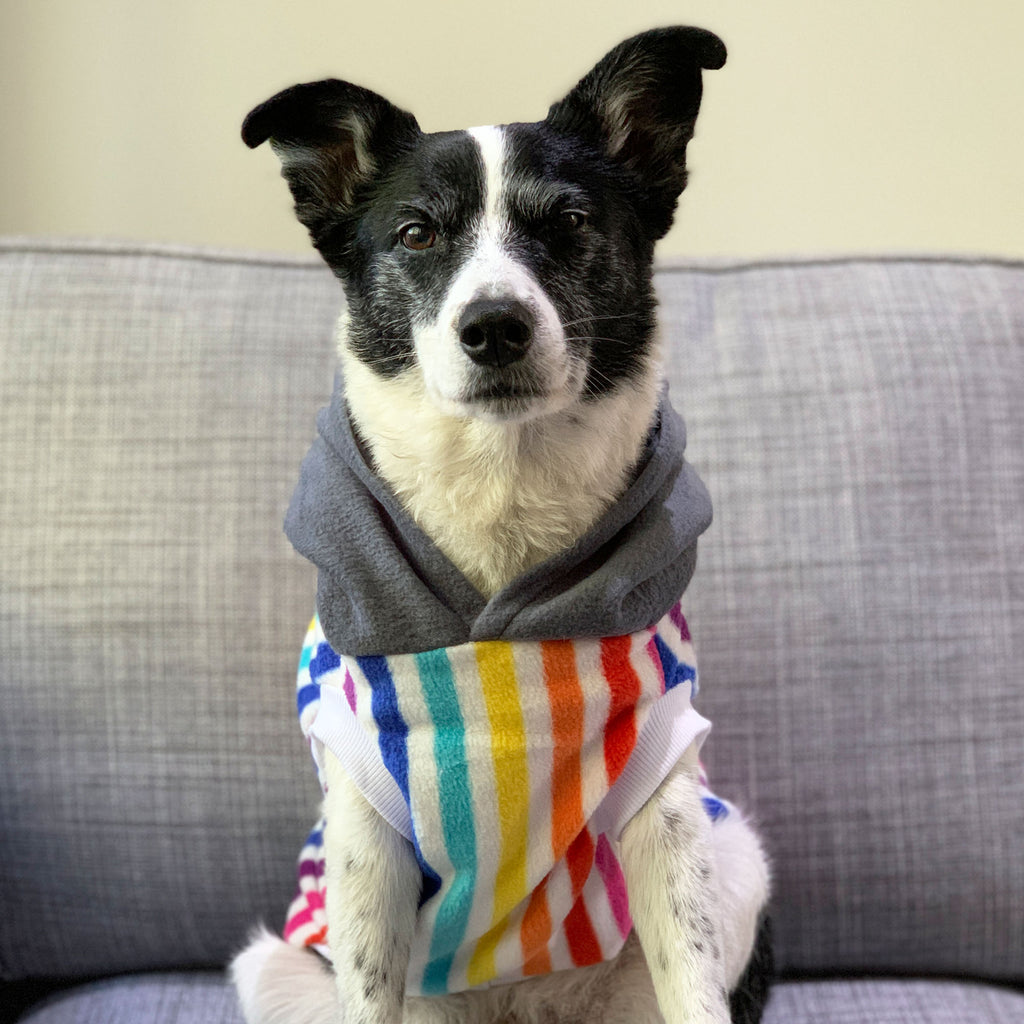 Pina Colada - Hoodie - The Sophisticated Pet