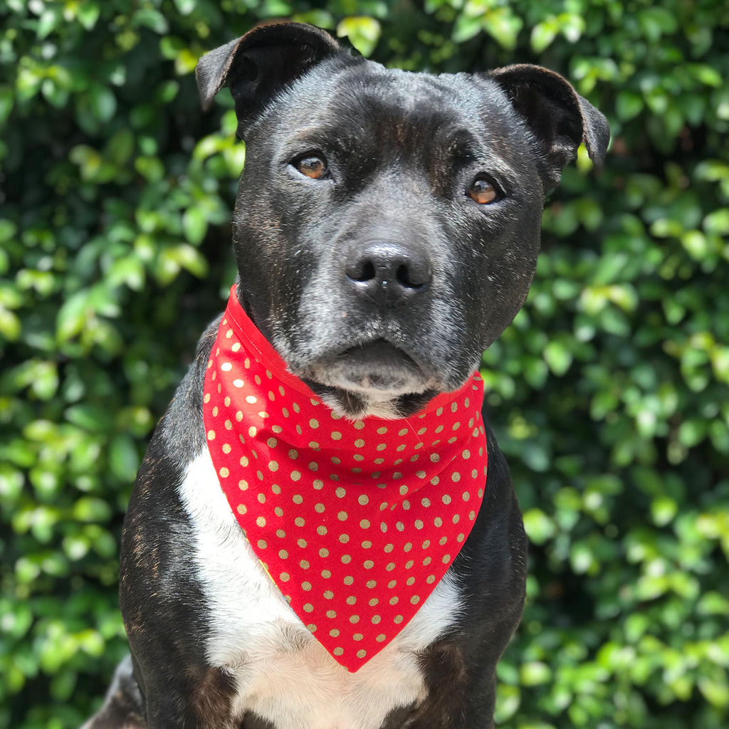 Warrior - Bandana - The Sophisticated Pet