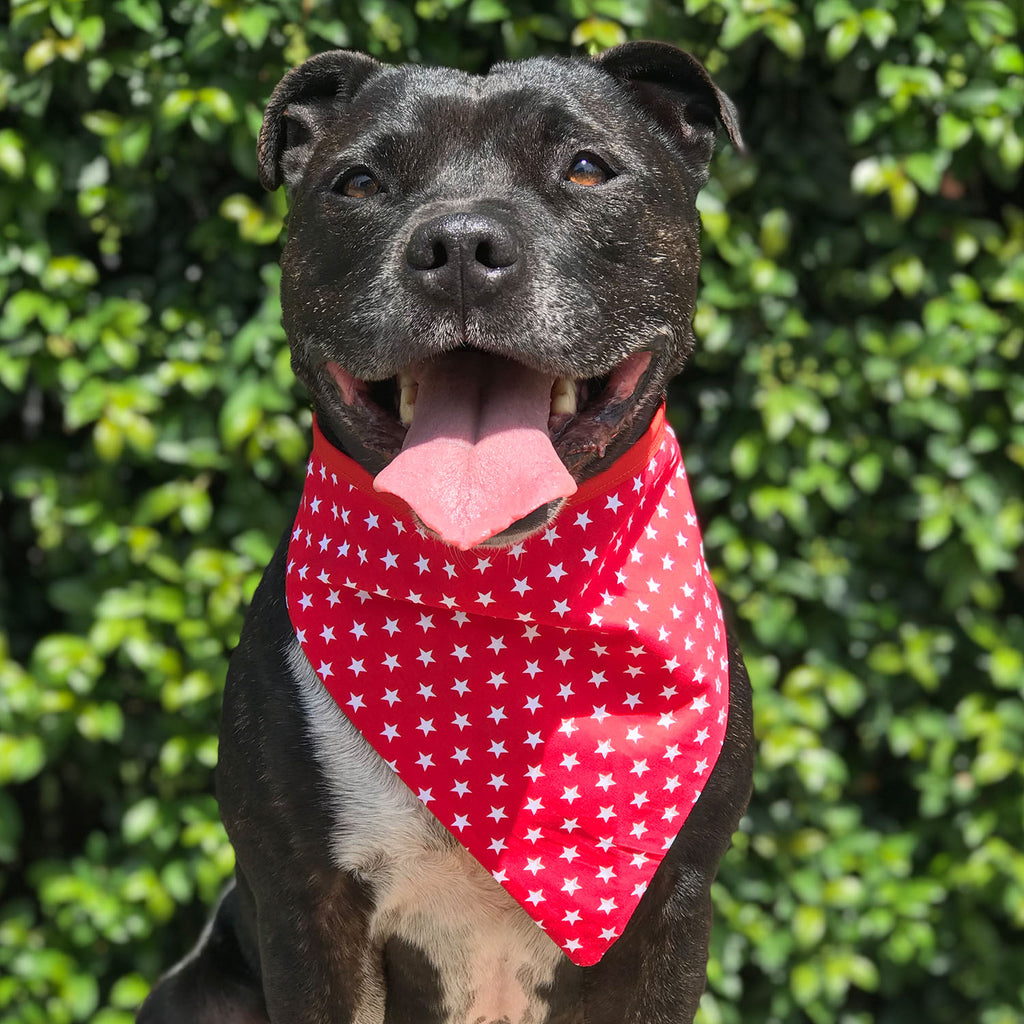 Mogwai - Bandana - The Sophisticated Pet