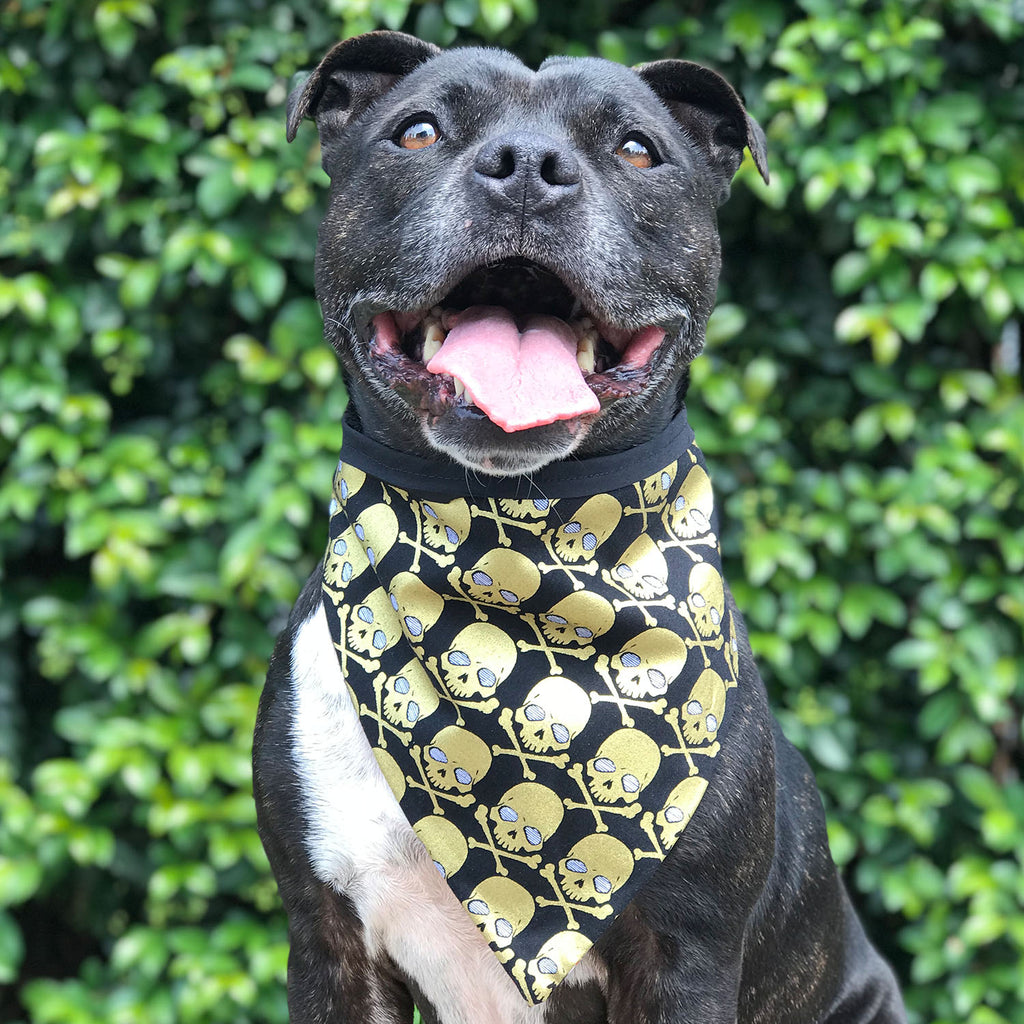 Gold Digger - Bandana - The Sophisticated Pet