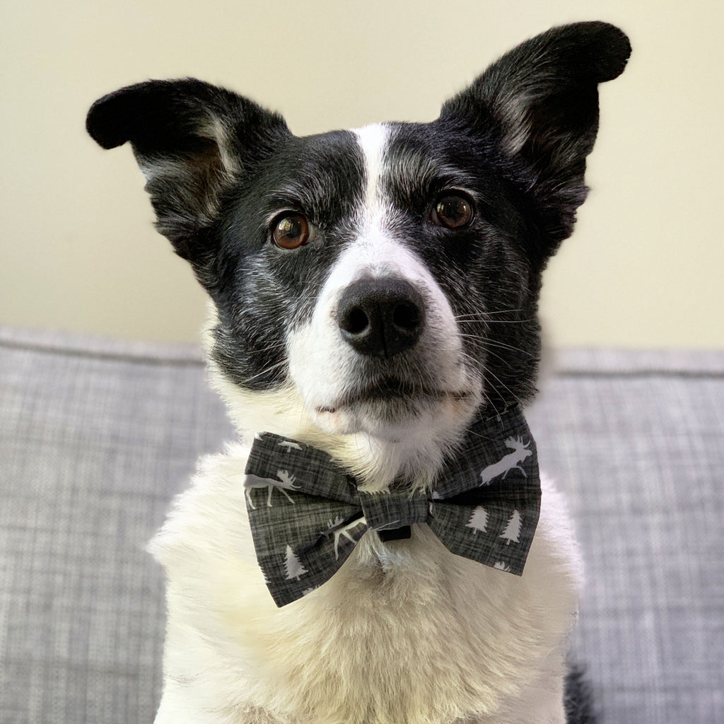 Montana - Bow Tie - The Sophisticated Pet