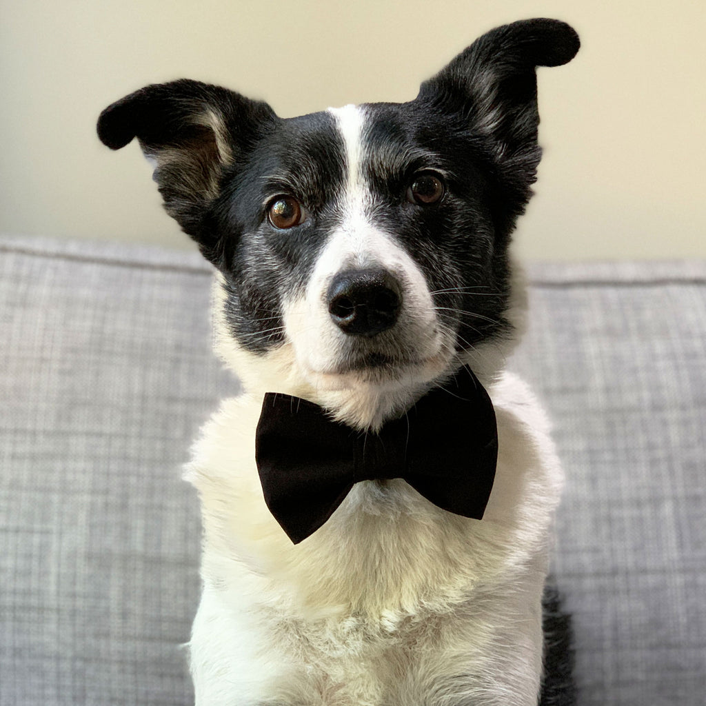 Black Tie - Bow Tie - The Sophisticated Pet