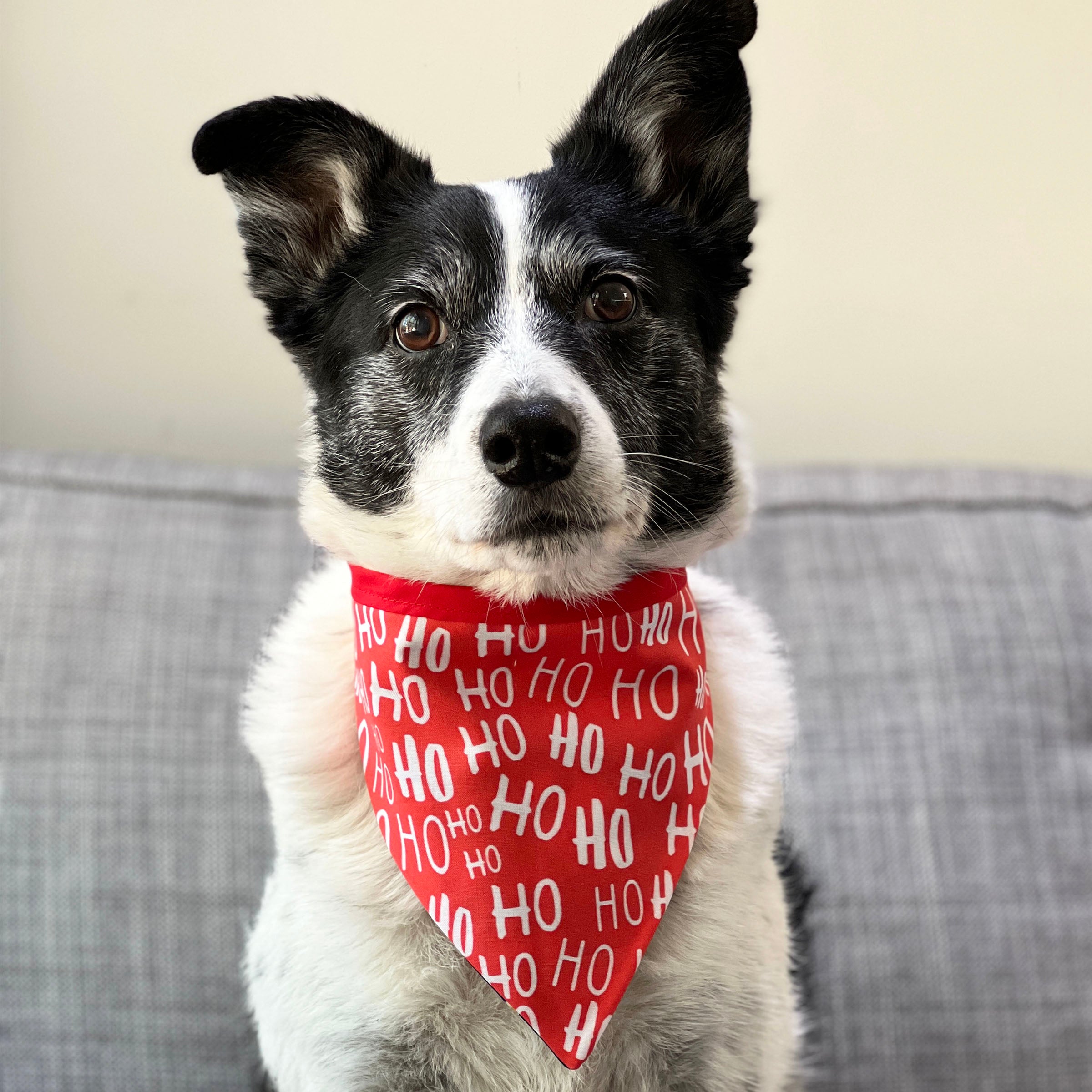 Ho ho ho dog sales pajamas