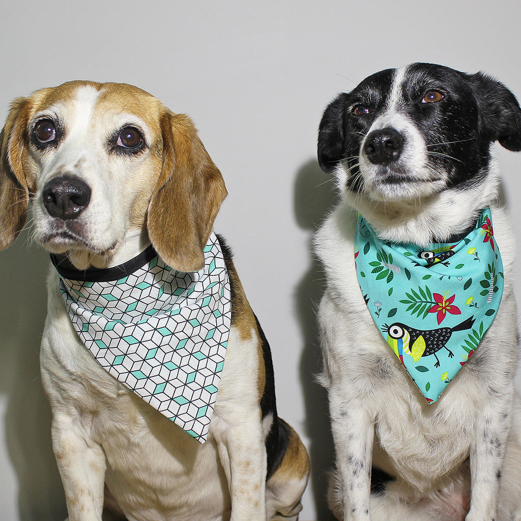 Toucan Play This - Bandana - The Sophisticated Pet