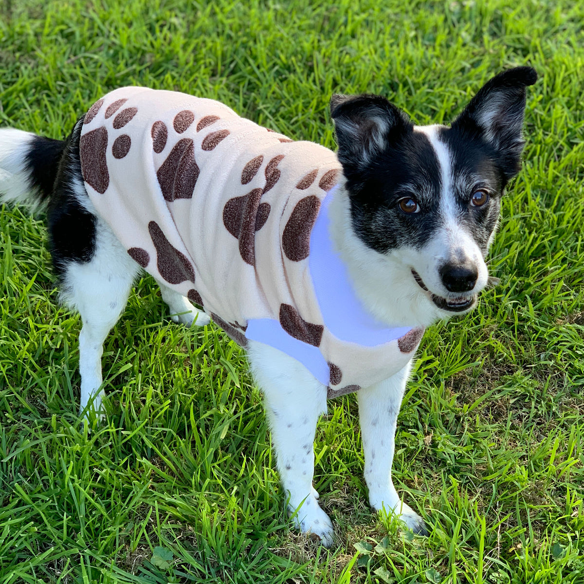 Cuddle Bug The Sophisticated Pet