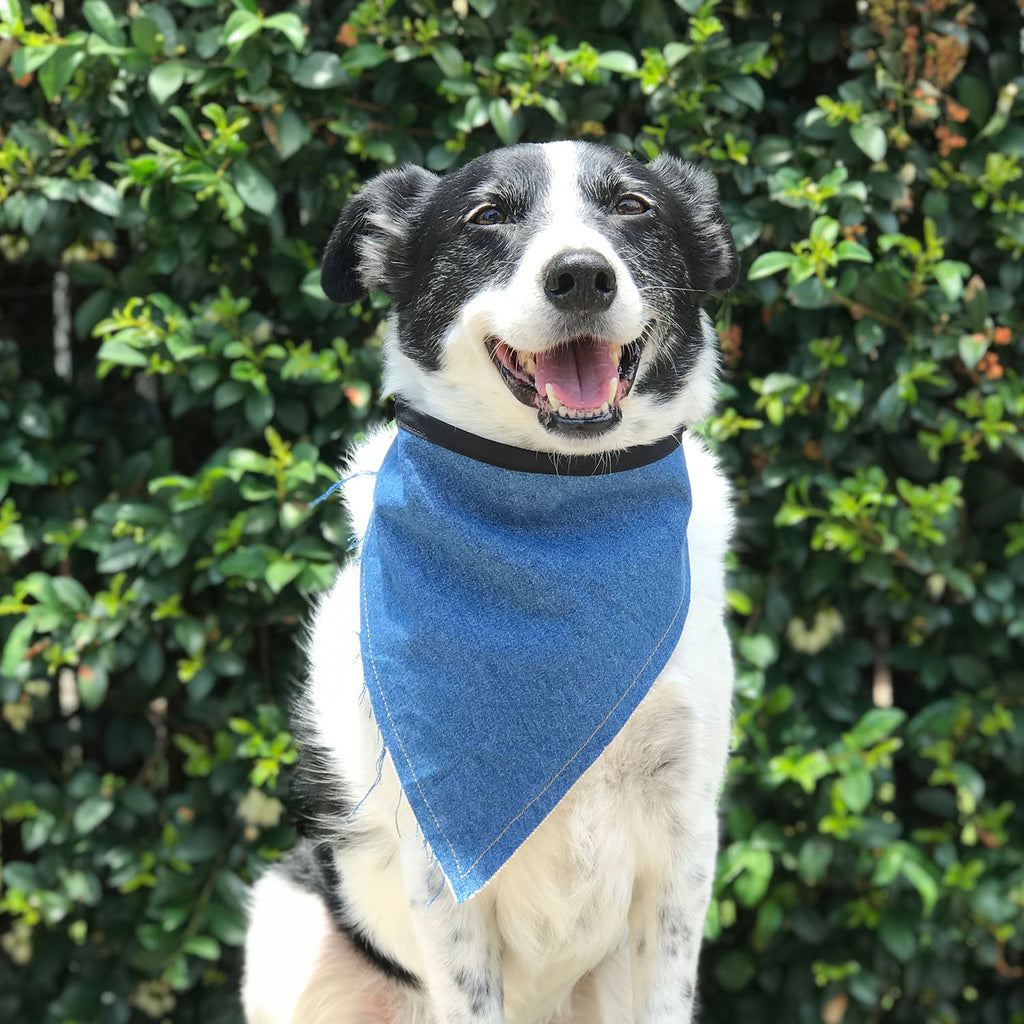 Skinny Jeans - Bandana - The Sophisticated Pet