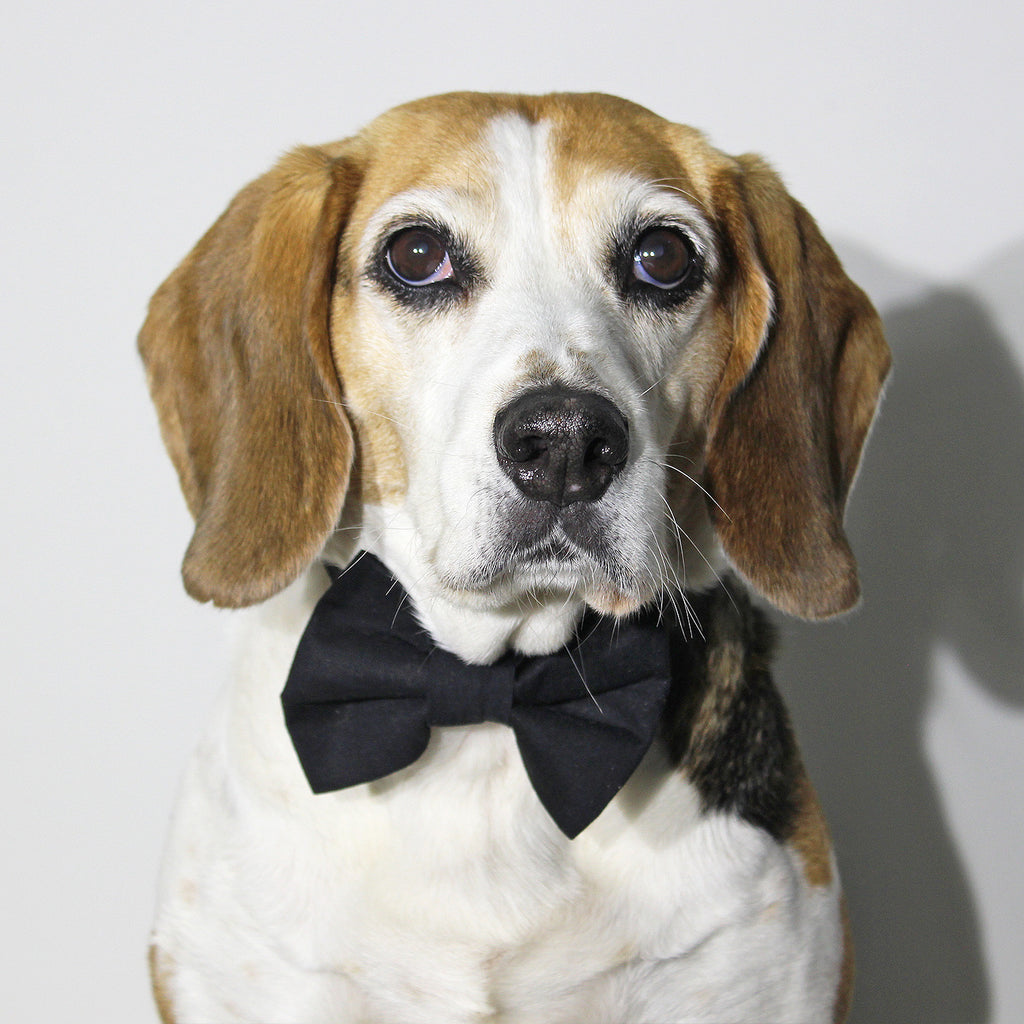 Black Tie - Bow Tie - The Sophisticated Pet
