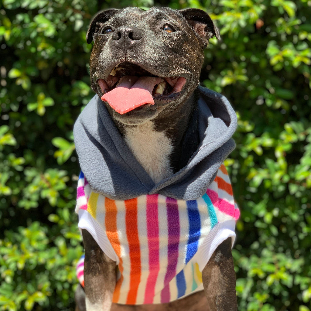 Pina Colada - Hoodie - The Sophisticated Pet