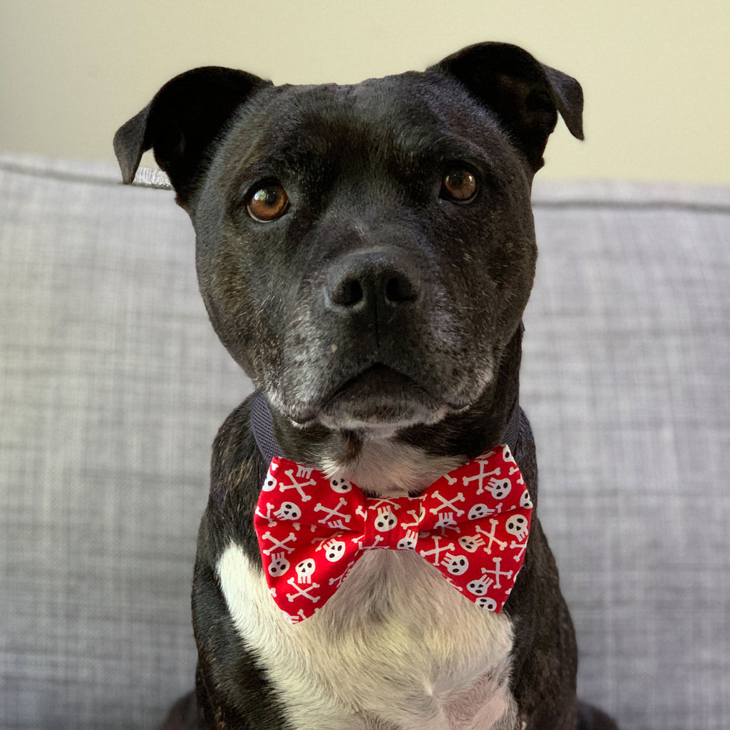 Bad To The Bone - Bow Tie - The Sophisticated Pet