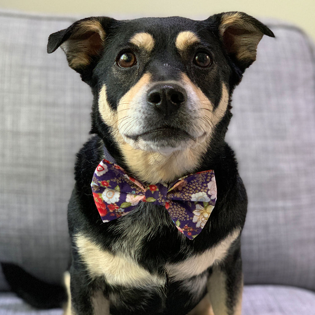 The Geisha - Bow Tie - The Sophisticated Pet