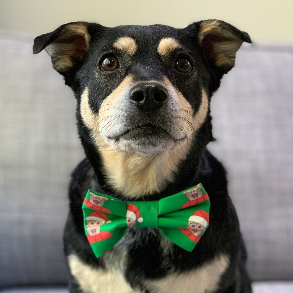 Ya Filthy Animals! - Bow Tie - The Sophisticated Pet