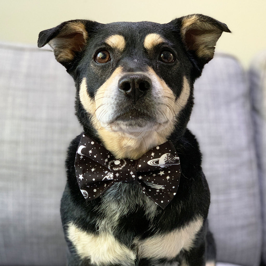 Galaxy - Bow Tie - The Sophisticated Pet