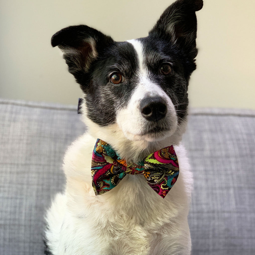 Fantasy - Bow Tie - The Sophisticated Pet
