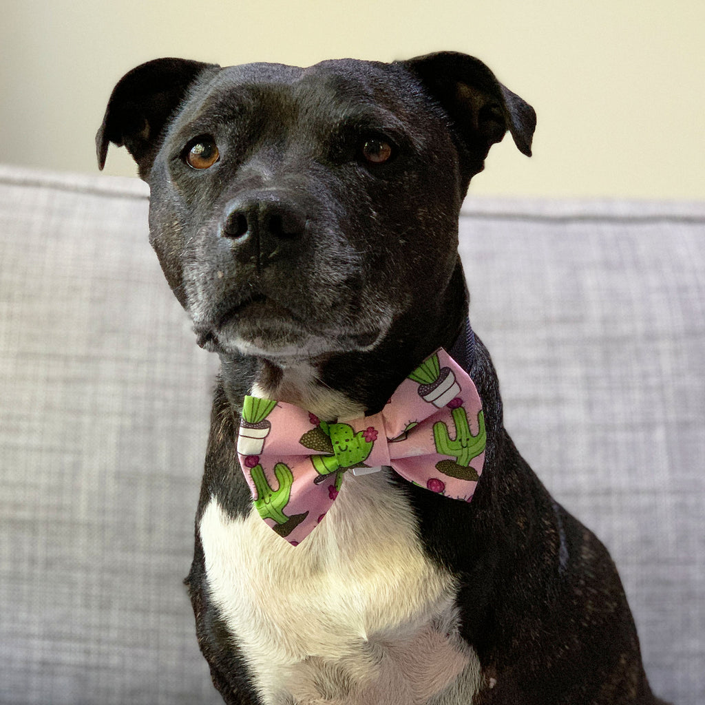 Prickle Party - Bow Tie - The Sophisticated Pet