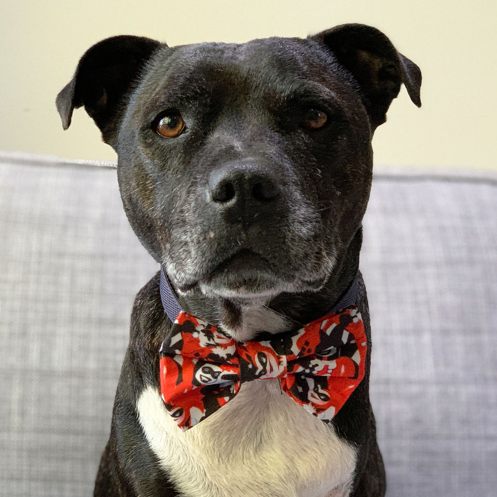 Harley Dog The Sophisticated Pet