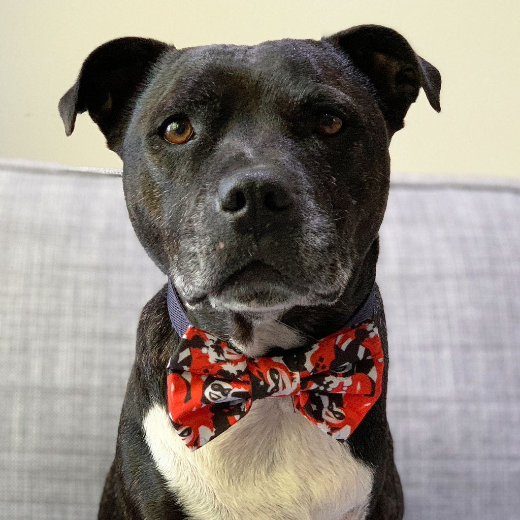 Harley Dog - Bow Tie - The Sophisticated Pet
