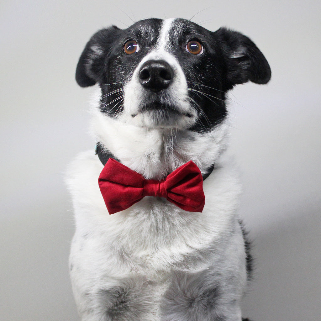 The Rudolph - Bow Tie - The Sophisticated Pet