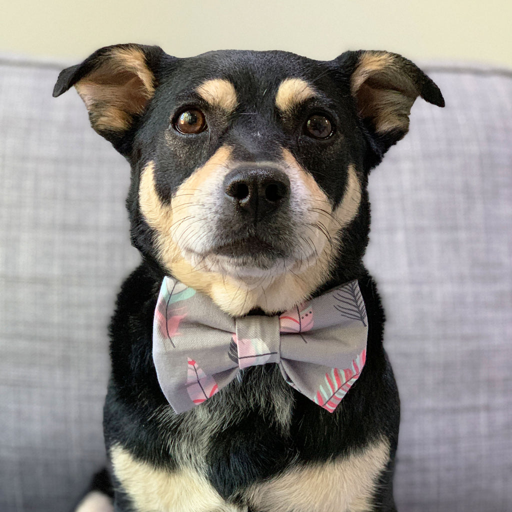 Bird Of A Feather - Bow Tie - The Sophisticated Pet