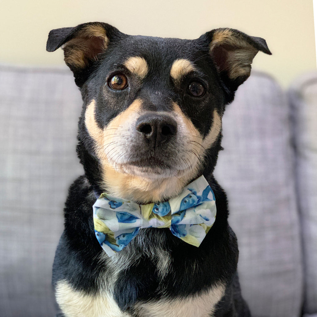 I'm Blue - Bow Tie - The Sophisticated Pet